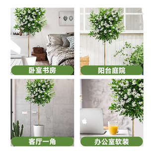 棒棒糖九里香室內(nèi)大型綠植客廳大盆栽辦公室落地真花大號(hào)植物好養(yǎng)