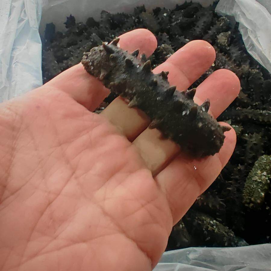 2月10日宁德质押拉缸盐海参2782.5公斤网络拍卖公告