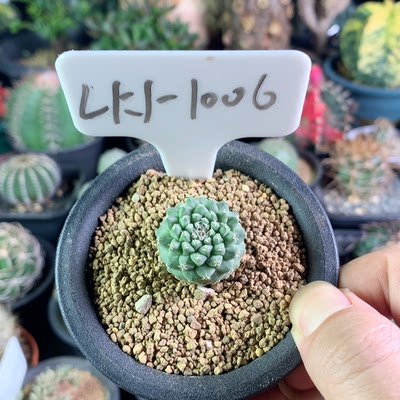 菊水 淘宝天猫优惠券折扣 菊水相关商品大全价格图片搜索赛选 综合排行榜 虎窝淘