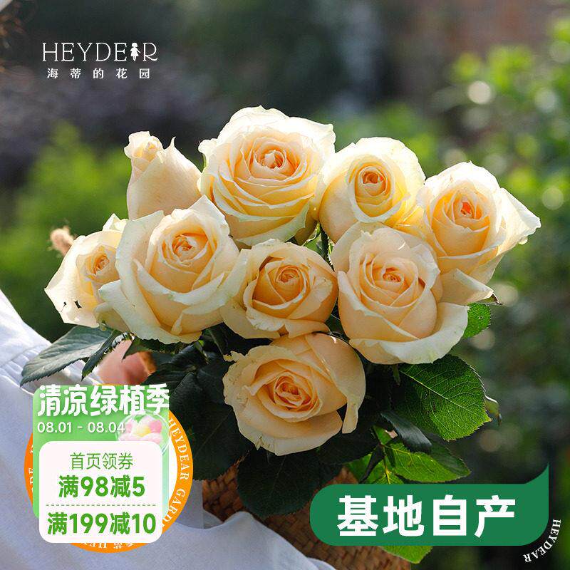 海蒂的花园蜜桃雪山系列直立月季切花玫瑰阳台庭院花卉植物盆栽苗