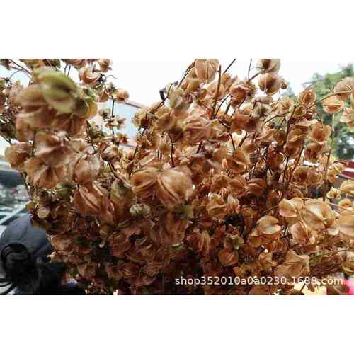 【灯笼果】干花枯黄材料婚庆用花果实婚礼场景布置拍照DIY道具