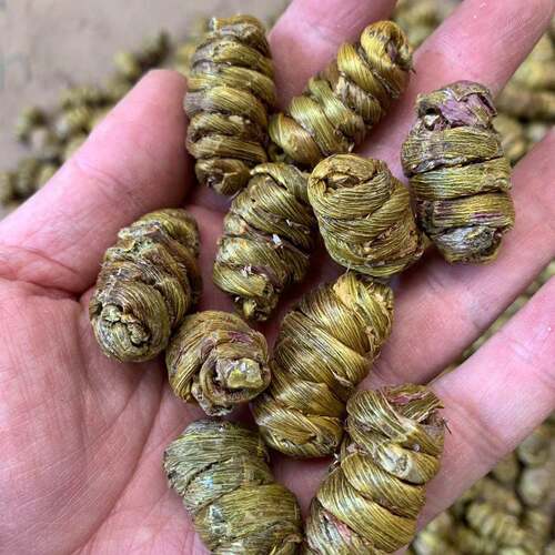 1.6大颗粒铁皮石斛枫斗 石斛枫斗胶质浓郁可磨粉 现货