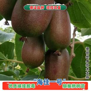 嫁接海佳一号软枣猕猴桃树果苗耐寒爬藤软枣子猕猴桃树苗盆栽地栽