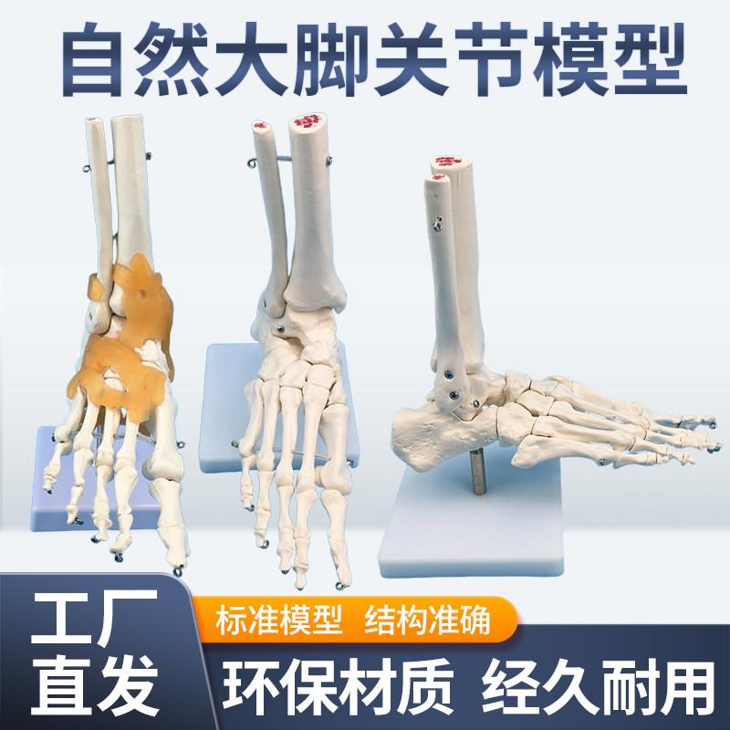 1:1脚关节模型 脚部骨骼模型足关节 足骨 脚骨模型 脚部解剖结构