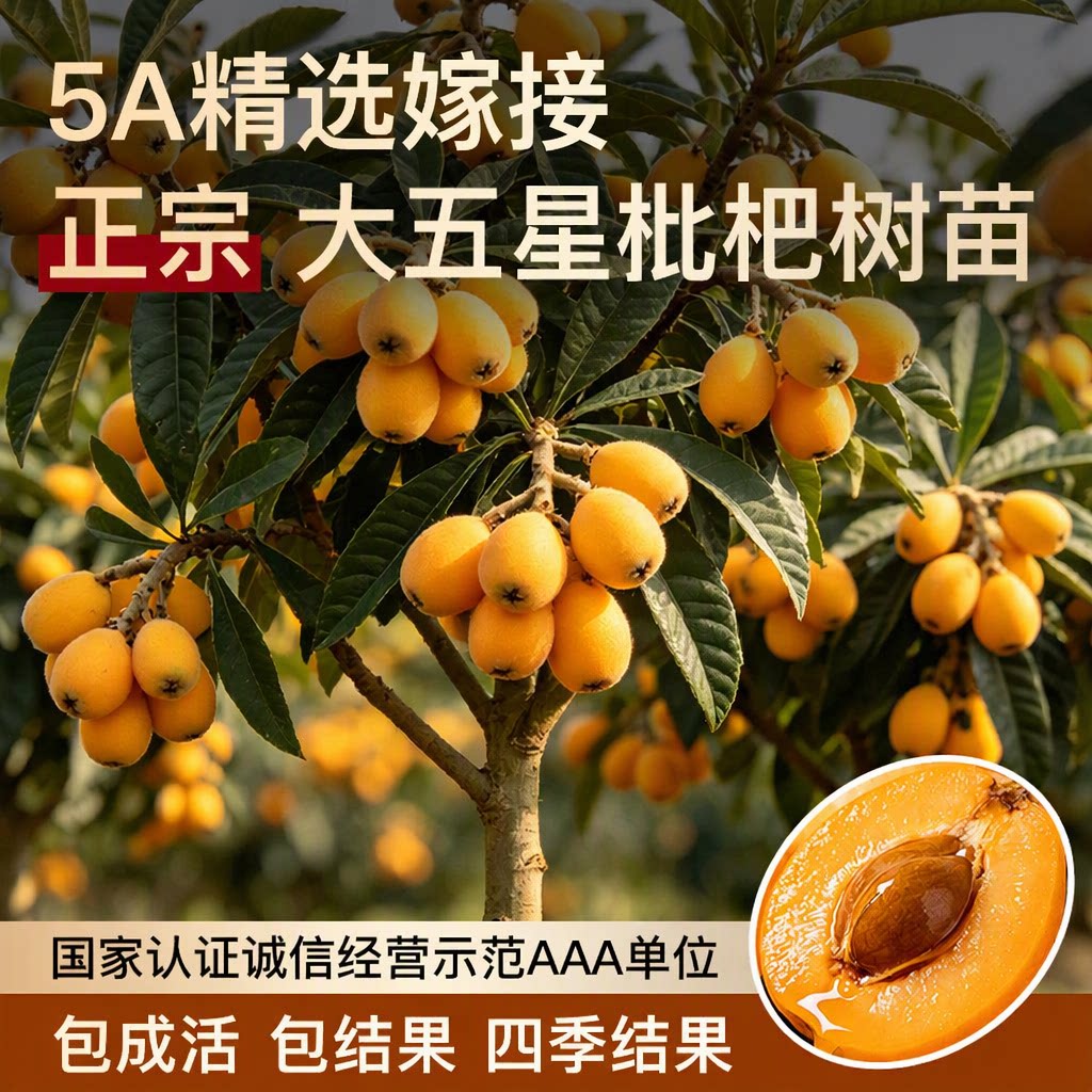 大五星无核枇杷树苗嫁接果树苗四季结果包成活包结果南方盆栽大苗