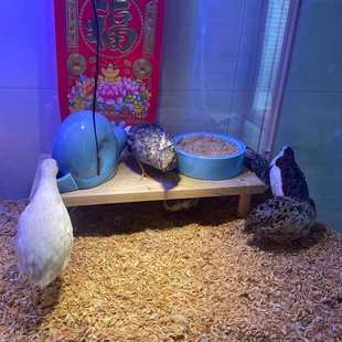 分解垫料养殖鸡鸭鹅鸟仓鼠宠物专用无臭垫料 园艺菌种除臭发酵床
