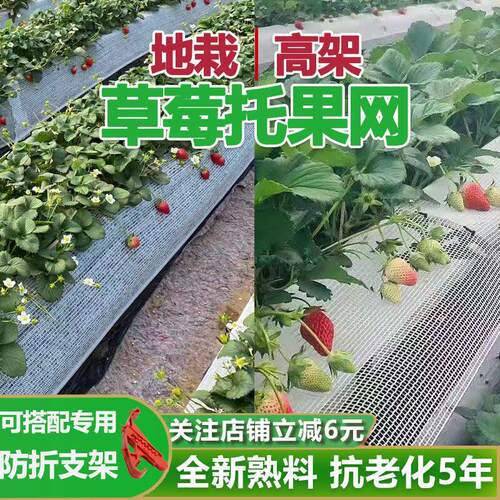 草莓专用托果网草莓垫网纱防折支架支撑架草莓托果网托架隔离网
