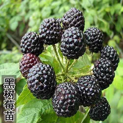 黑莓树莓活苗黄树莓特大苗大果树莓苗南北方地栽盆栽种植当年结果