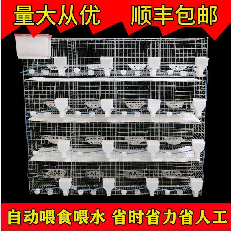 鸽子笼家用繁殖配对笼巢箱笼养鸽子专用大号肉鸽养殖笼元宝鸽笼