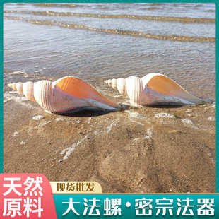 长香螺 饰旅游纪念厂家批发 密宗法器 供奉海螺可做号角水族造景装