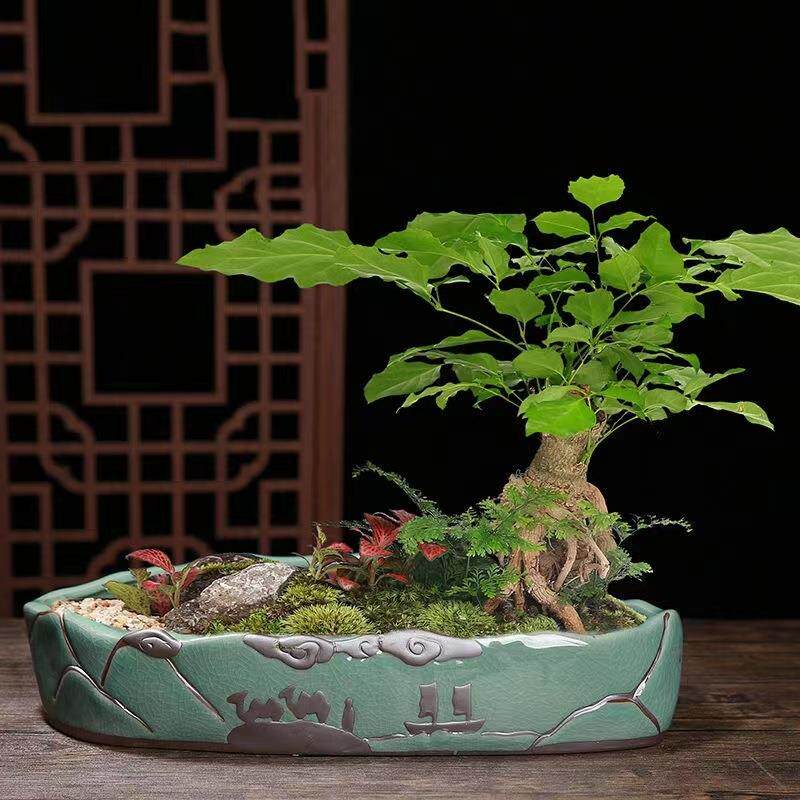 陶瓷花盆创意组合文竹盆栽客厅桌面中国风紫砂透气绿植拼盘哥窑盆