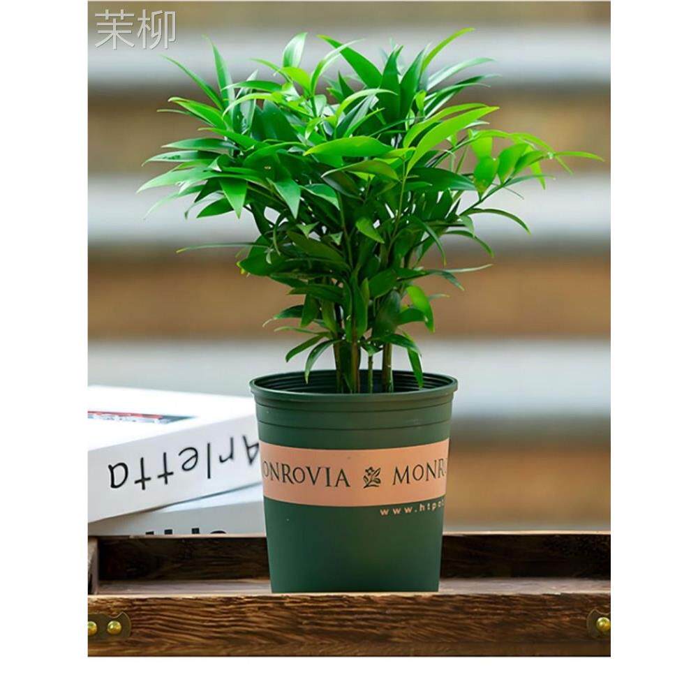 水培竹柏绿植长寿竹盆栽驱蚊竹土养植物室内客厅好养四季常青桌面