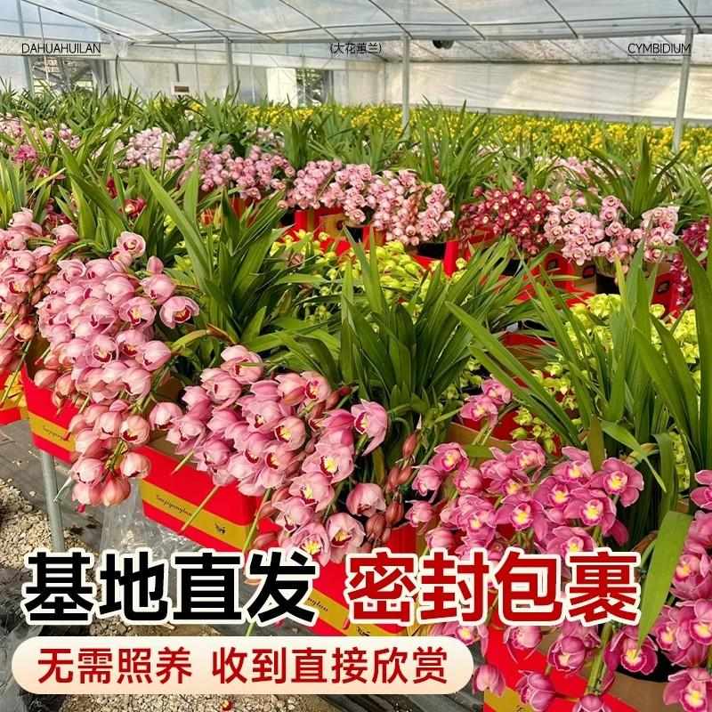 大花蕙兰红宝石冬带花苞惠兰大花特香兰花室内外年宵花卉庭院绿植