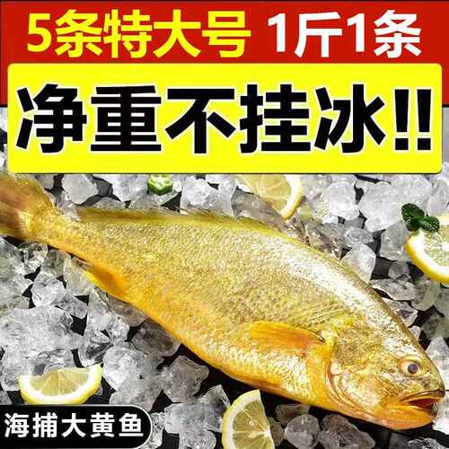 无冰大黄鱼新鲜冷冻特大黄花鱼 整箱商用黄鱼鲞鲜活急冻大黄鱼5条