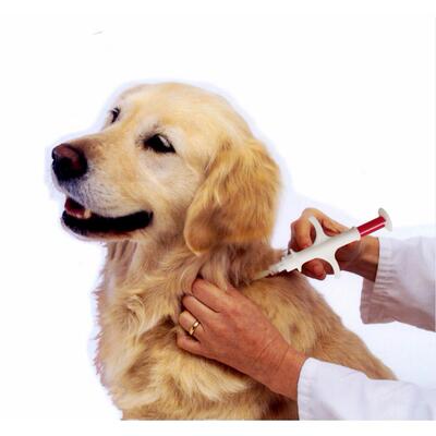 宠物，狗和猫海外芯片，分入口芯片，符合Iso 11784/11785国际标