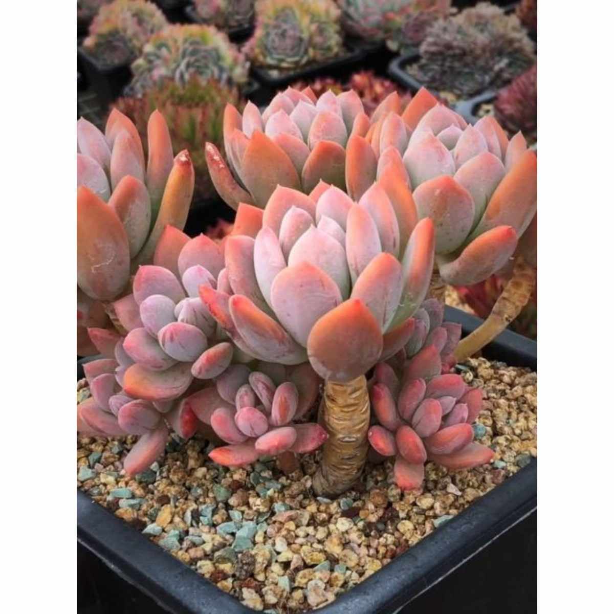 多肉植物多头整桩灰姑娘室内阳台盆栽东美人清仓冲销量耐热懒人