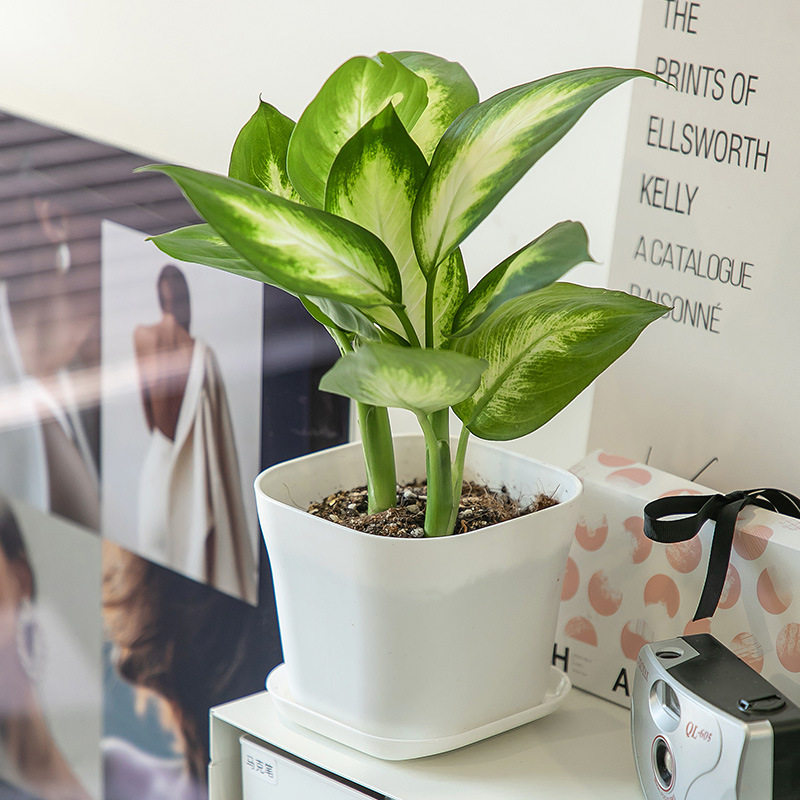 方形绿植育苗塑料花盆盆景花瓶