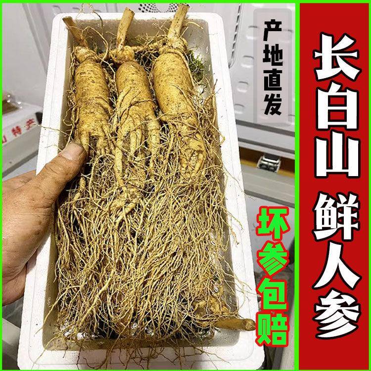 鲜人参500克泡酒大个长白山新鲜人参东北吉林现挖带土6年特大鲜参