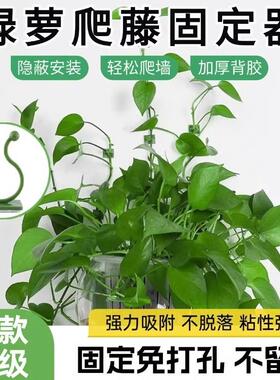 Green vine climbing fixator, wall-mounted green vine plant c