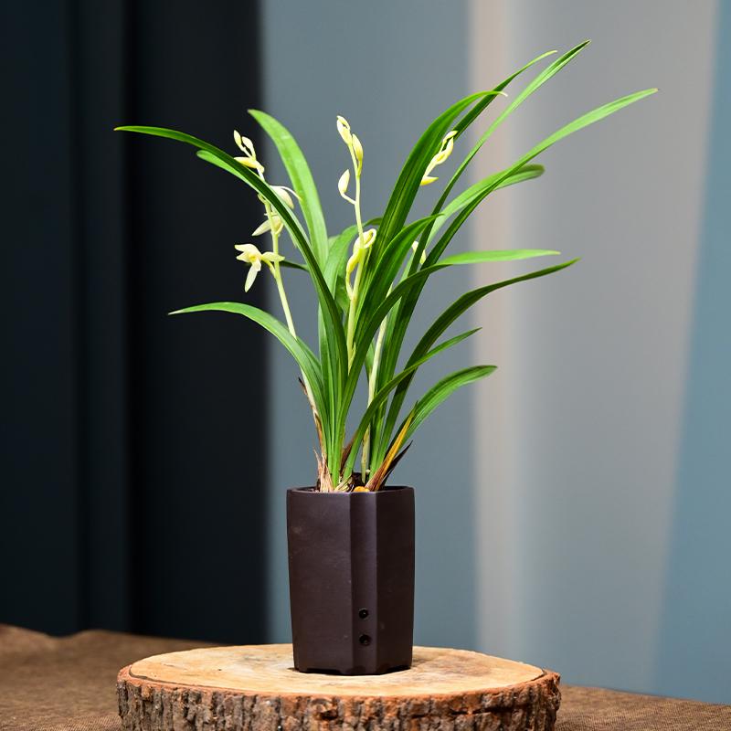 青山玉泉带花苞紫砂盆栽好四季建兰花卉绿植物兰花苗名贵精品客厅