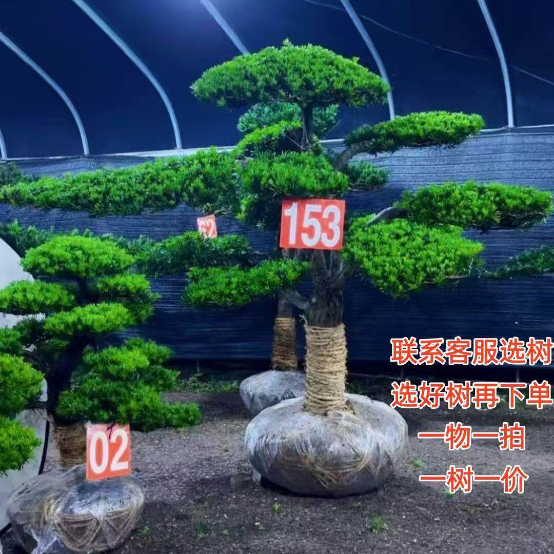 正宗罗汉松小叶雀舌四季常青别墅庭院绿化造型树好种好养