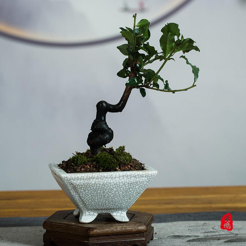 四川金撢子童子功造型盆景桌面绿植小品观果客厅办公室植物盆栽