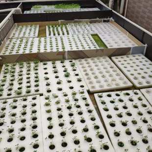 水稻植物育苗海绵泡沫块无土水培栽培发泡棉epe高密度珍珠棉浮板