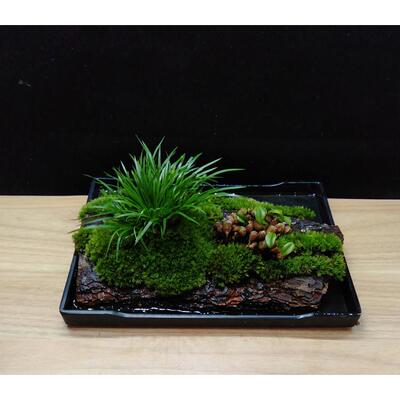 室内菖蒲草苔藓微景观水培矮石斛兰花苗盆景办公室绿植物桌面盆栽