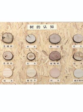 儿童创客木工坊环创摆件树的认知认识数目榉木榆木松木杉木年轮