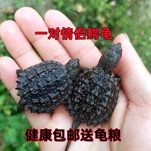 外塘鳄龟乌龟活体北美小鳄龟凶猛宠物龟观赏龟杂佛鳄龟鳄龟宠物龟