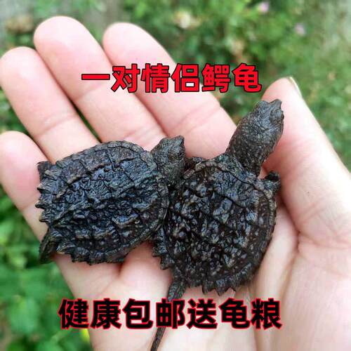外塘鳄龟乌龟活体北美小鳄龟凶猛宠物龟观赏龟杂佛鳄龟鳄龟宠物龟