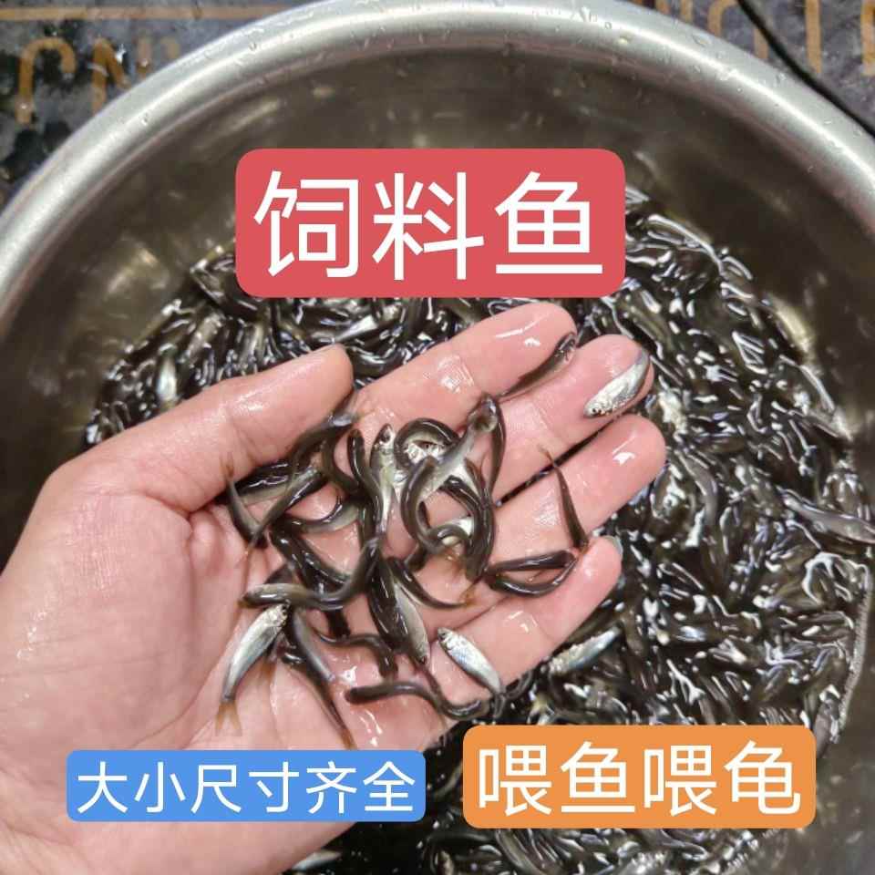 喂乌龟饲料鱼小鱼活体淡水养殖食用麦穗鱼苗鲫鱼罗汉鱼食料