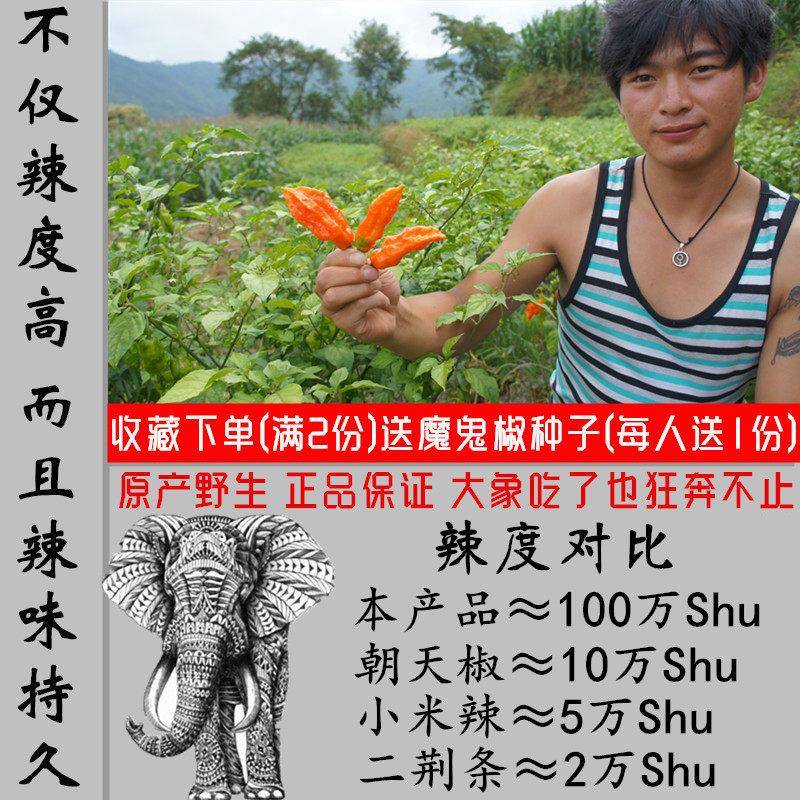 现货正品【辣千万】印度魔鬼干 干辣椒象鼻辣云南涮涮辣超特辣死