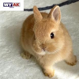 兔子活物小型黄色侏儒兔宠兔长不大迷你双血统纯种荷兰兔茶杯兔