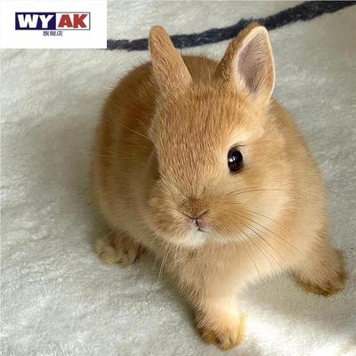 兔子活物小型黄色侏儒兔宠兔长不大迷你双血统纯种荷兰兔茶杯兔
