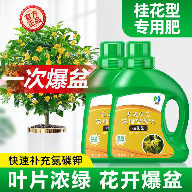 桂花树肥料专用肥营养液植物枯叶病叶子焦尖移栽通用金桂银桂花肥