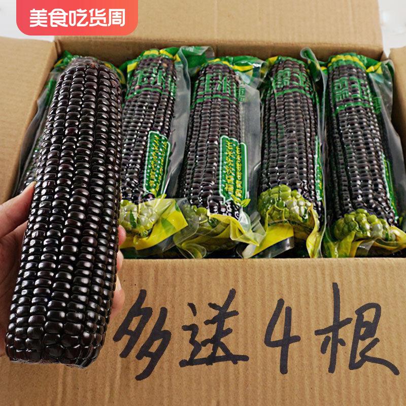 现货【整箱10根】正宗东北黑糯玉米10根装香甜黏糯粘新鲜非转基因