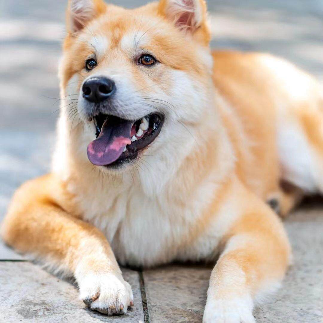 中华田园犬看家护院大黄狗国产幼犬两个月黄狗白面正宗小土狗小狗