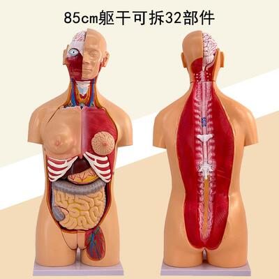 85cm人体躯干解剖模型 32部件 器官可拆卸医学教学 心脏内脏模型