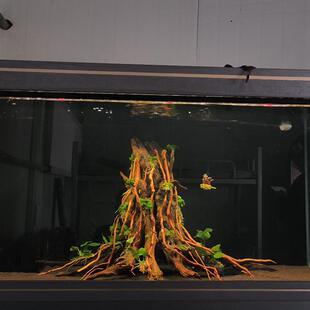 南美缸鱼缸造景沉木骨架生命之树品牌商品小吴沉木可选尺寸