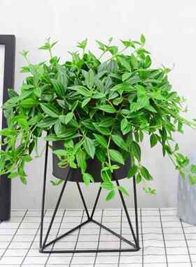 新品翡翠钻石吊兰室内花卉盆栽吊兰盆栽花卉四季常青易活吊篮