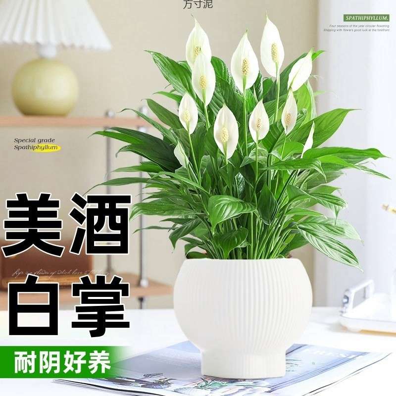 大盆白掌美酒白掌一帆风顺摆盆栽客厅办公室水养组合白掌水培