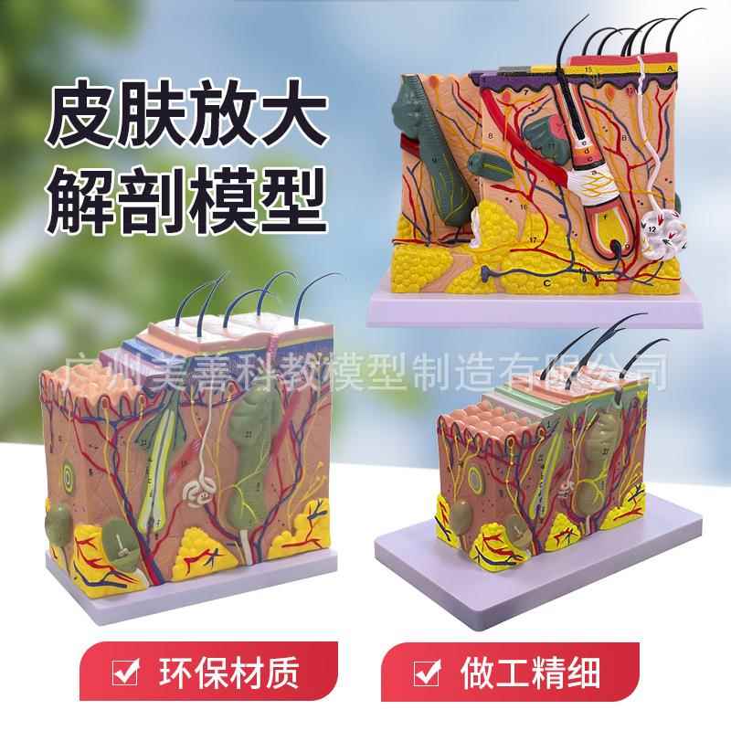皮肤模型 人体皮肤结构解剖 皮肤层次构造 50倍放大 微整美容教学