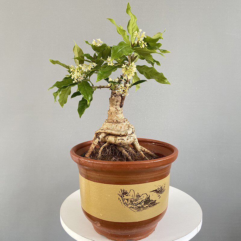 盆栽桂花树苗出售 头条搜索