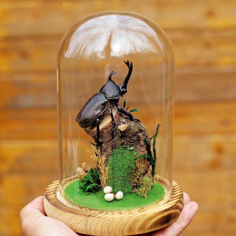 生态甲虫独角仙标本艺术玻璃罩昆虫微景观桌面展示框摆件手工礼物