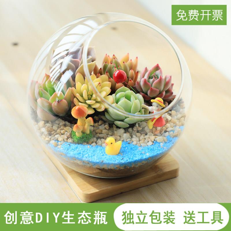 多肉植物组合盆栽肉肉植物黄丽白牡丹桌面微景观DIY盆栽图片