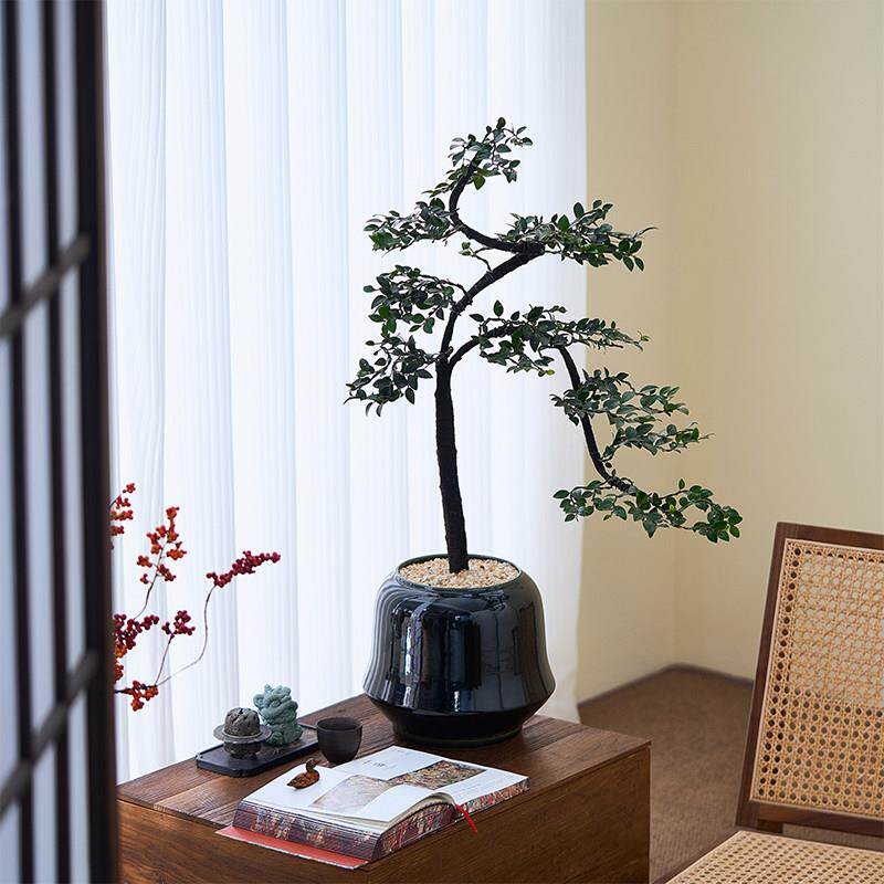 小叶紫檀黑骨茶盆景室内客厅办公室常青绿植乔迁送礼植物高端盆栽