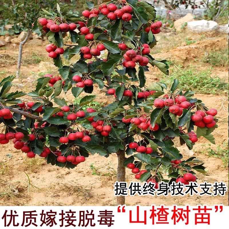 山楂树活苗大五棱甜红子山楂苗南方北方种植盆栽地栽山楂嫁接果苗