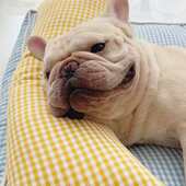 四季 可拆洗窝垫 通用耐咬窝狗窝猫窝垫子空调垫狗坐垫宠物用品夏季