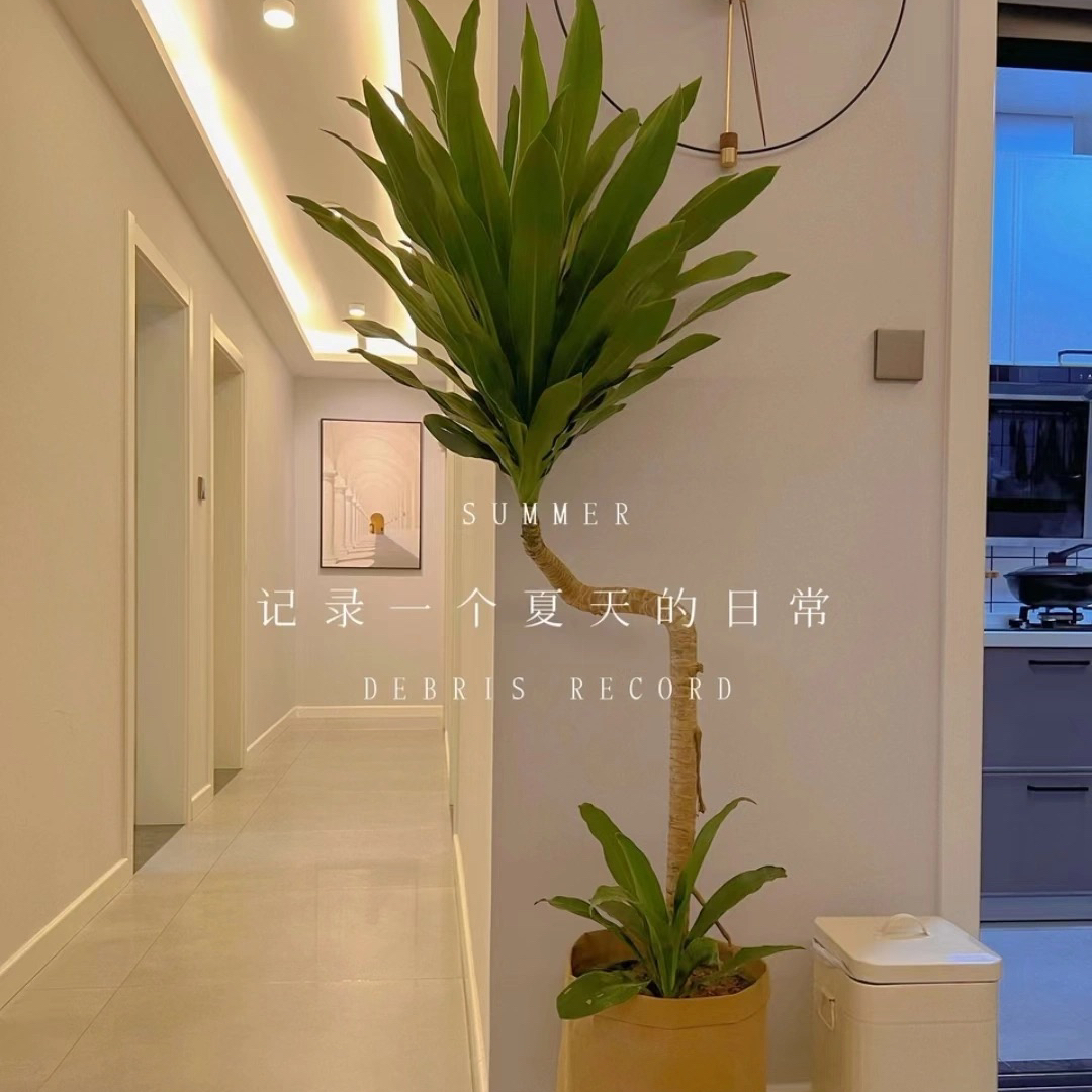 荷花铁美人铁室内好养耐荫老桩造型客厅办公室大型植物